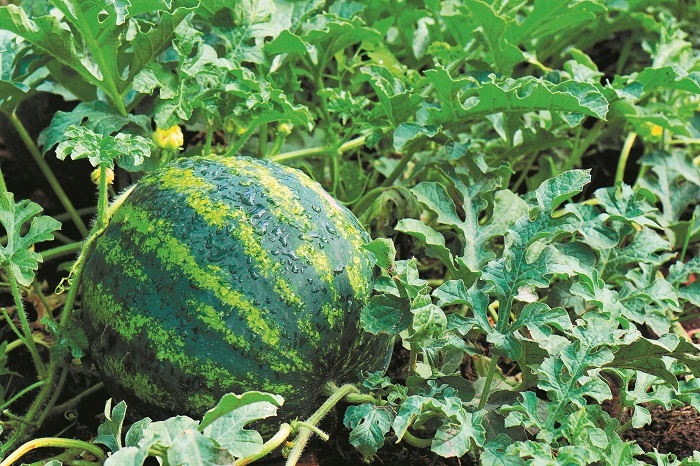 me-arnitiko-prosimo-kleinei-o-kyklos-tou-karpouziou-239925