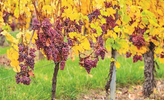 Frosted,Grapes,In,Vineyards,Of,Alsace,In,Late,Fall,,France
