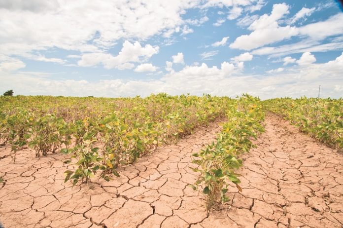 Drought Affect on soybeans in Texas