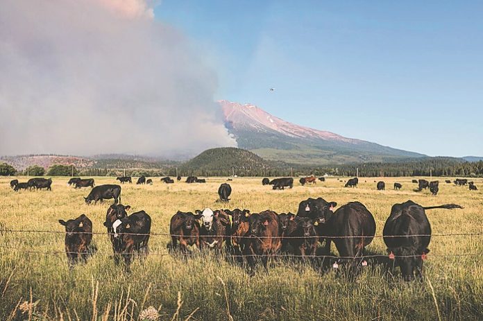 Weed,,California,Usa,-,June,29,,2021:,The,Lava,Fire