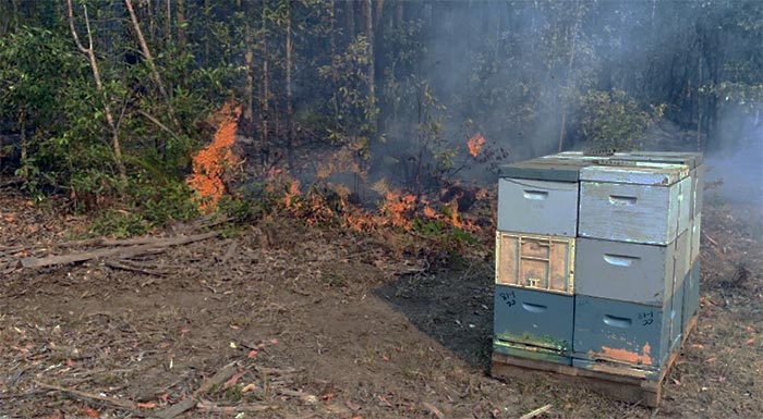 elga-aparaititi-i-dilosi-ton-zoon-kai-ton-melissosminon-gia-na-apozimiothoun-oi-pyropliktoi-239146