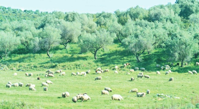 kap-poioi-chanoun-kai-poioi-kerdizoun-apo-tin-anadianemitiki-ton-ameson-enischyseon-238582