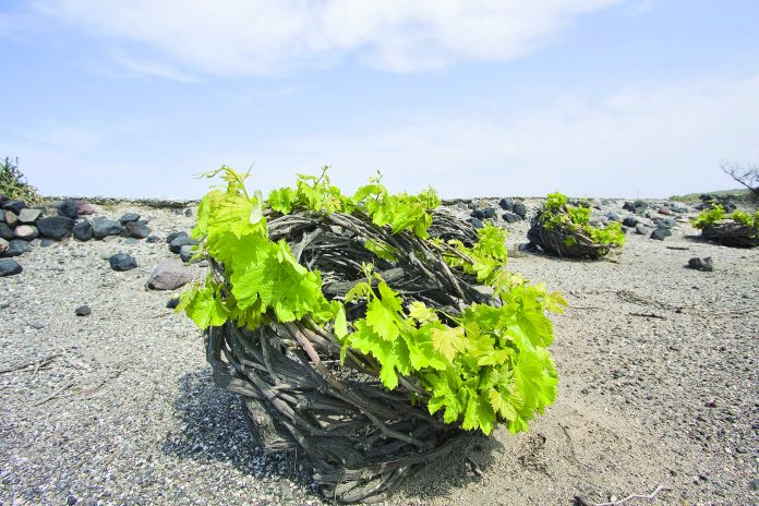 santorini-vineyard-2