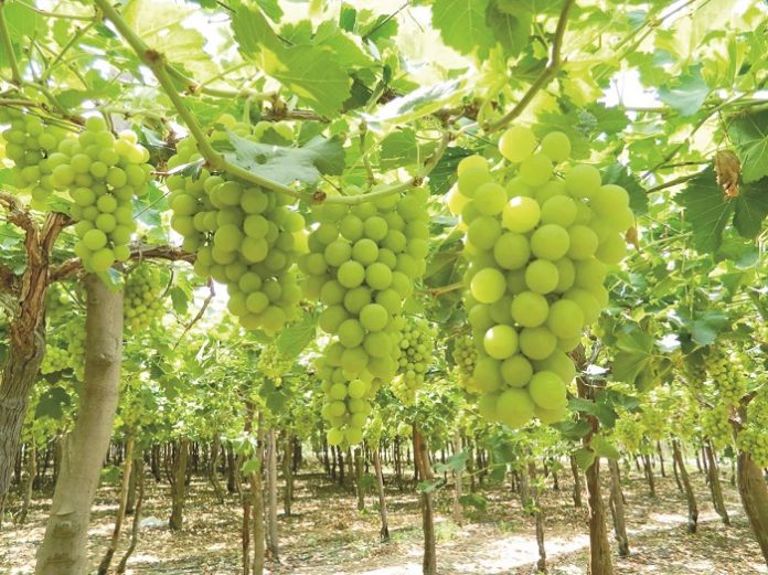 vend-grapes-superior-seedless-reg-sugraone-3958-3-large