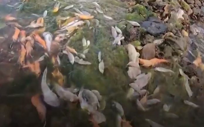 dead-fish-DW