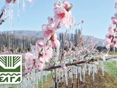 elga-pliromi-87-ekat-evro-gia-ektimiseis-ki-epanektimiseis-zimion-se-fytiki-paragogi-kai-zoiko-kefalaio-tou-2024-240392