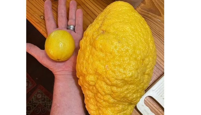 lemoni-mamouth-26-kilon-kalliergithike-kipo-spitiou-stin-aystralia