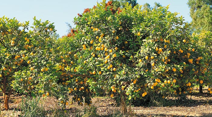me-mikrokarpia-kai-emfani-poiotiki-ypovathmisi-ta-fetina-lemonia-240739