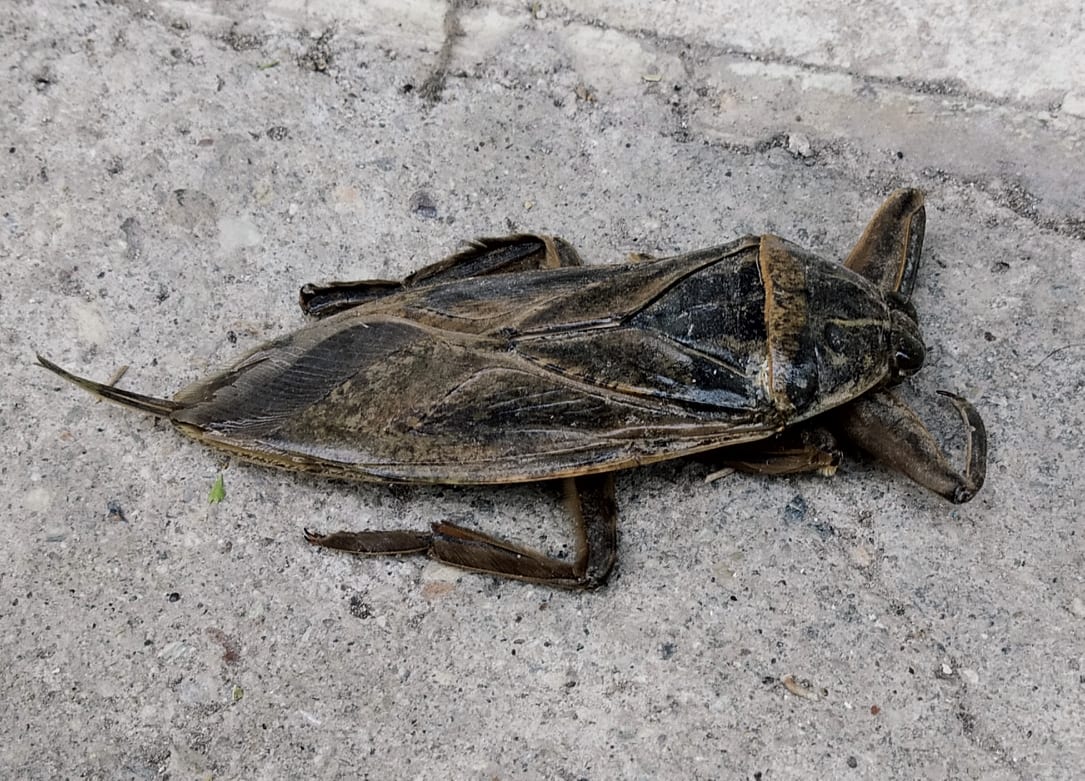 o-lithokeros-entopistike-kai-sti-larisa-241308
