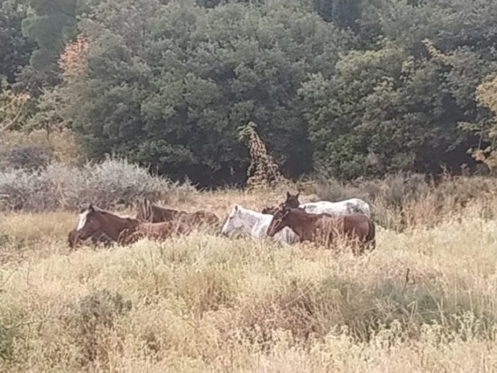 agria-aloga-thrakikon-meteoron-dimo-iasmou