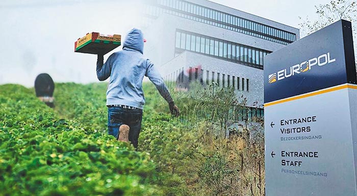europol-entopistikan-269-thymata-ekmetallefsis-se-abelones-kai-agroktimata-se-oli-tin-evropi-243505
