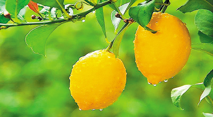 kako-to-xekinima-gia-tin-argolida-gia-to-lemoni-242860