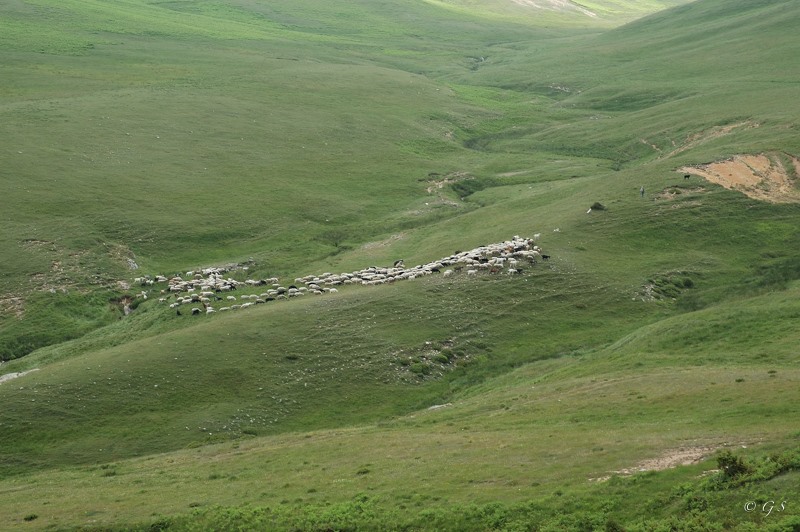 to-neo-ds-tou-agrotikou-synetairismou-ktinotrofon-livadiou-olybou-243196