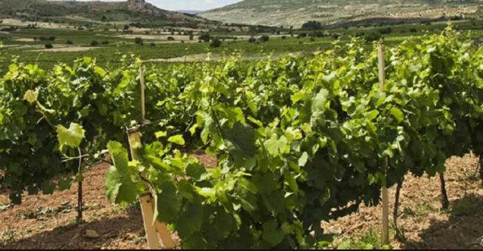Incontro sulla transizione agroecologica alla viticoltura martedì 12/10 a Chania