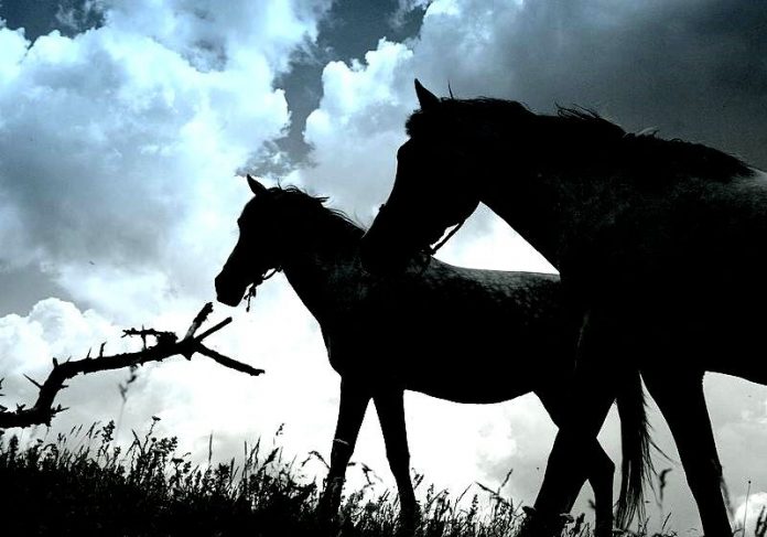 72453-horses_ii