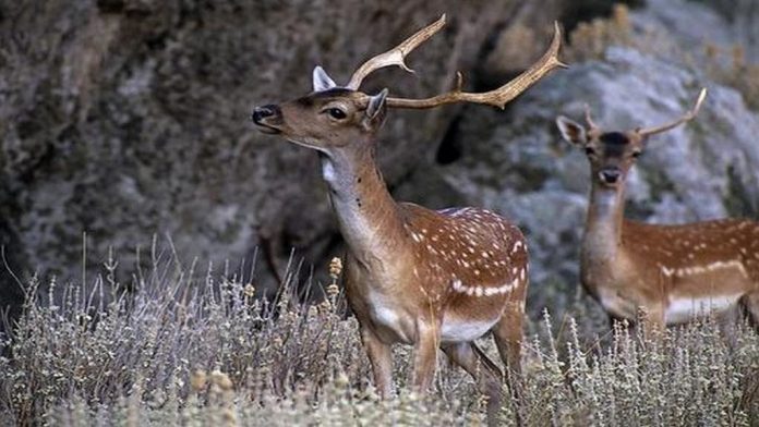agrotiki-paragogi-rodou-apeilei-ragdaia-ayksisi-plithysmou-elafion