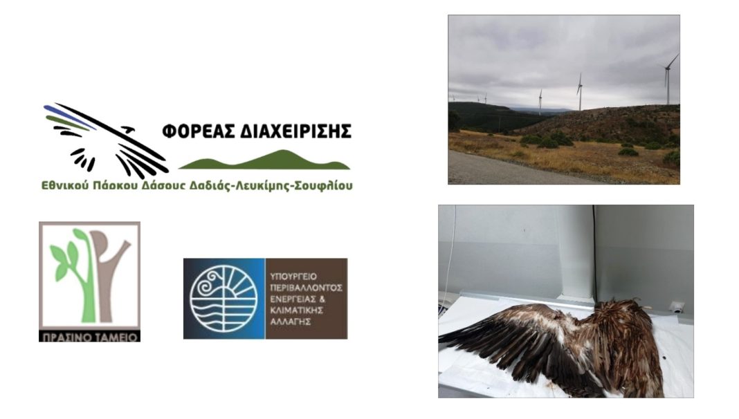 ta-aiolika-parka-apeiloun-ti-zoi-ton-arpaktikon-poulion-sti-thraki-247847