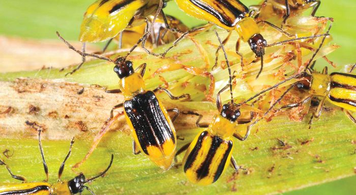 kalliergitika-metra-kai-systaseis-gia-to-diabrotica-ston-aravosito-246159