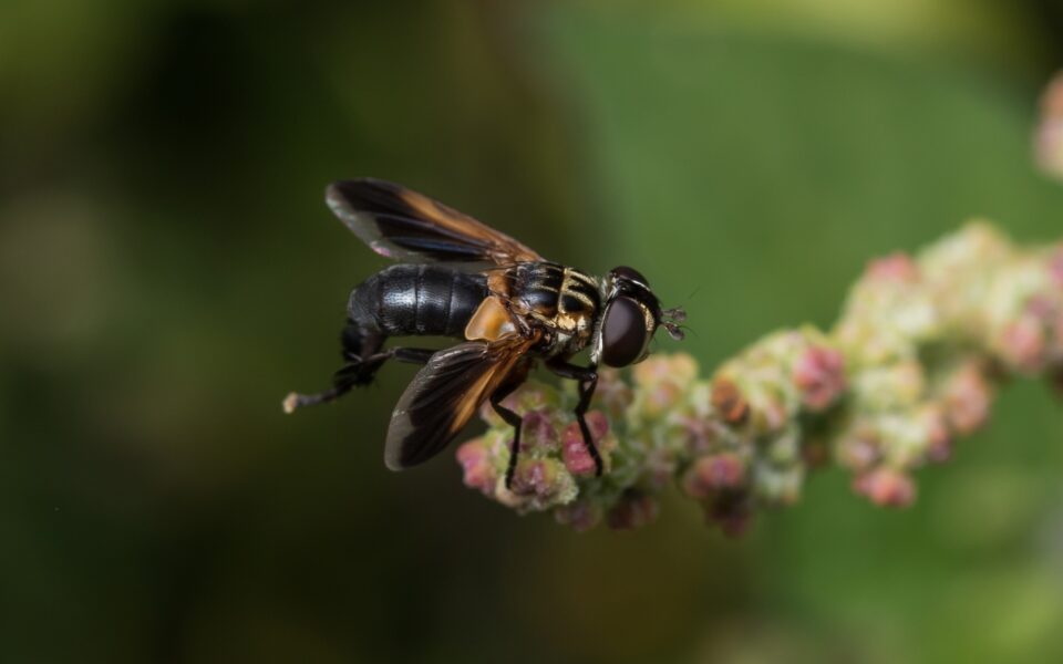 eisagomena-entoma-apeiloun-ti-viopoikilotita-248046