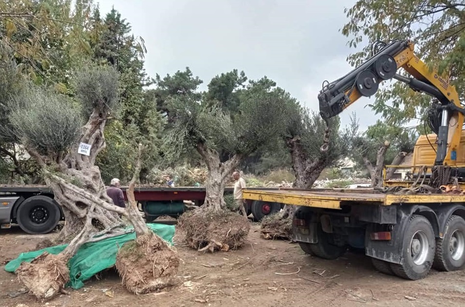elaiodentra-tis-messinias-stolizoun-tin-kavala-246405