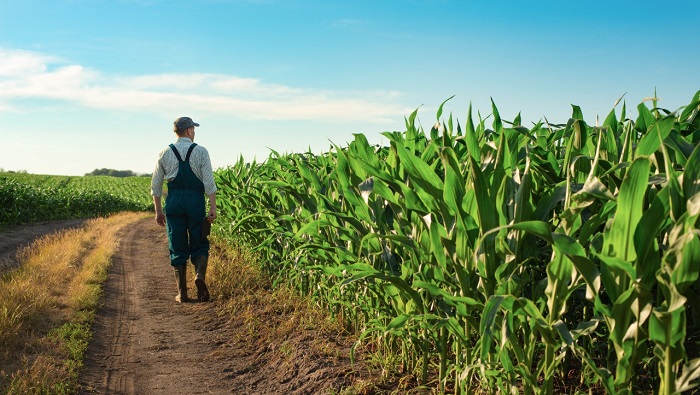 bayer-ellas-tria-nea-yvridia-kalabokiou-dekalb-erchontai-to-2022-246272