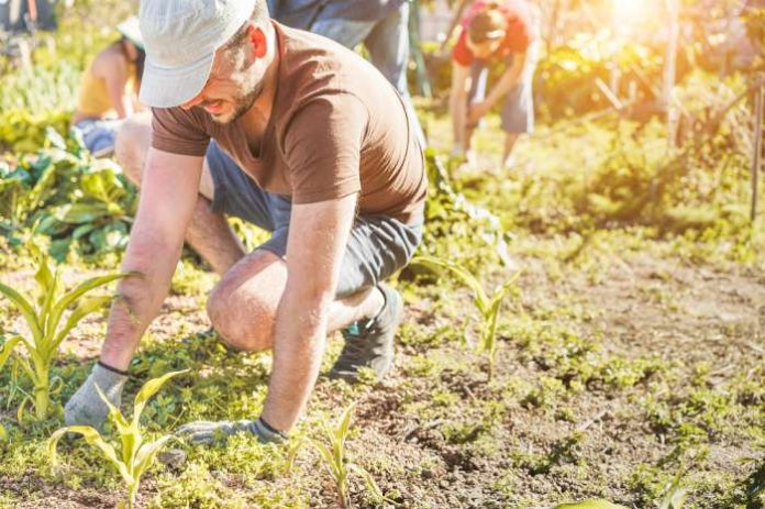 farming-jobs-W700