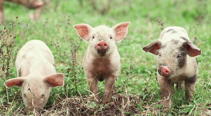 fitforpigs-anichnefsi-astheneion-ton-choiron-meso-exypnis-efarmogis-247417