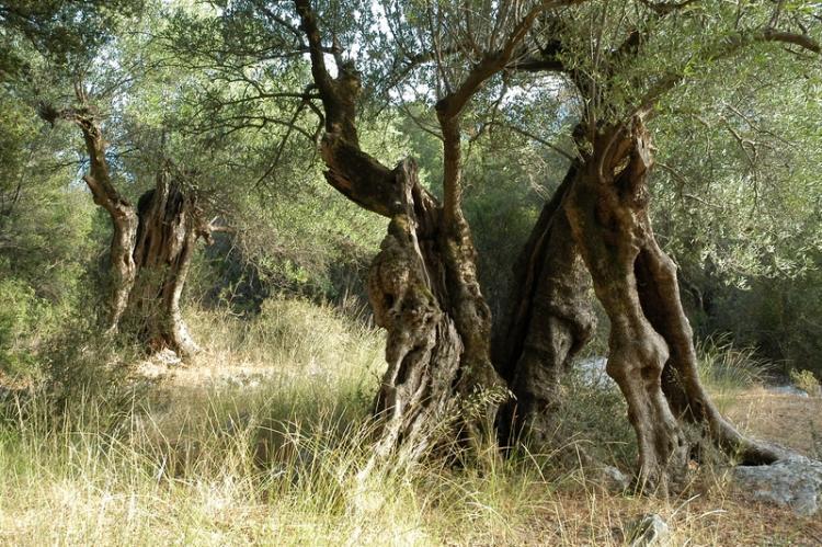 ton-ianouario-xekina-i-katapolemisi-tou-mavrou-akanthodous-stin-kerkyra-246732