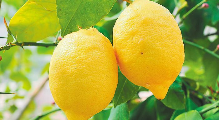 oi-eisagoges-lemoniou-provlimatizoun-tin-korintho-247431