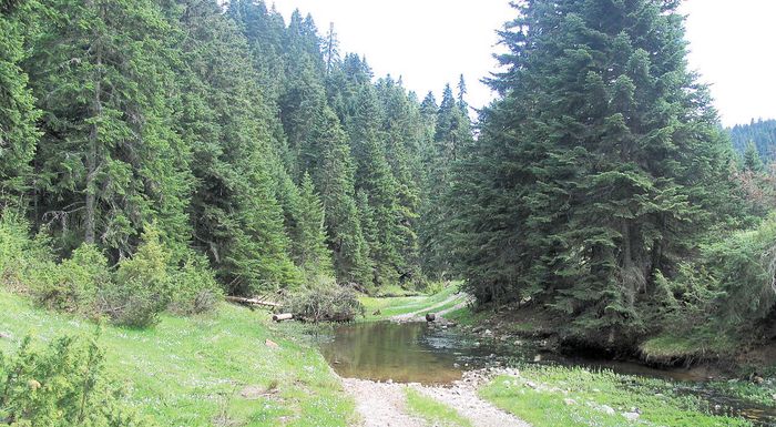 i-kastanitsa-edose-aftin-ti-chronia-ta-perissotera-elata-250512
