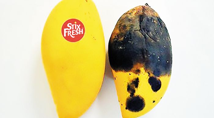 stixfresh-ena-aftokollito-pou-parateinei-ti-diarkeia-zois-ton-frouton-eos-kai-14-imeres-250014