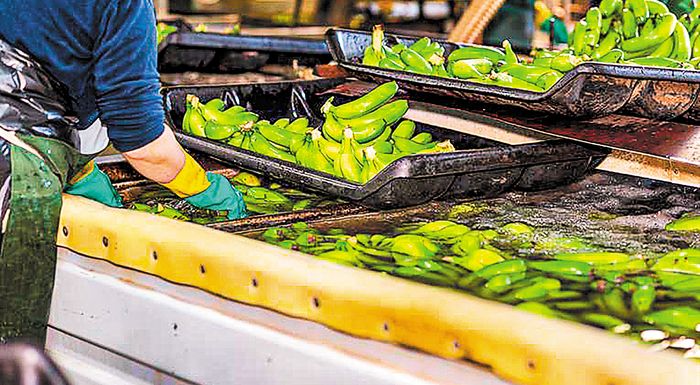 ekouador-to-alaloum-stis-metafores-eplixe-tis-exagoges-bananas-251072