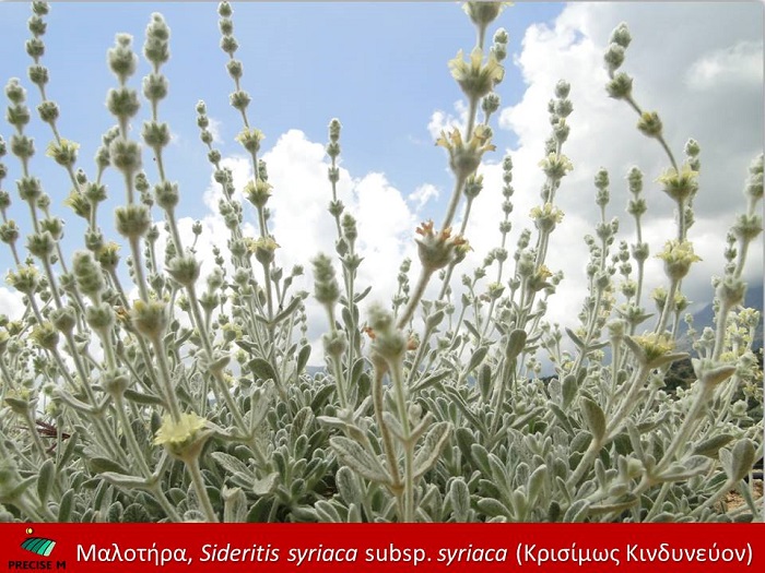 thessaloniki-malotiras-diktamo-kai-alla-spania-endimika-fyta-tis-kritis-bainoun-sto-avlaki-tis-systimatikis-kalliergeias-249789