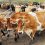 Ενίσχυση ζωοτροφών: Ρύθμιση για να πληρωθούν οι νεοεισερχόμενοι ετοιμάζει το ΥΠΑΑΤ