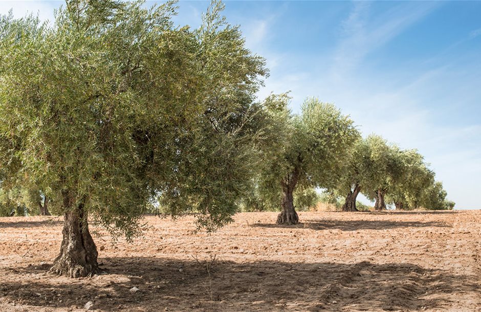 pano-apo-65-fetos-i-zimia-gia-tin-elaiokalliergeia-sti-siteia-250297