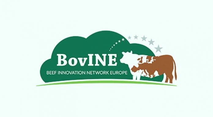 bovine