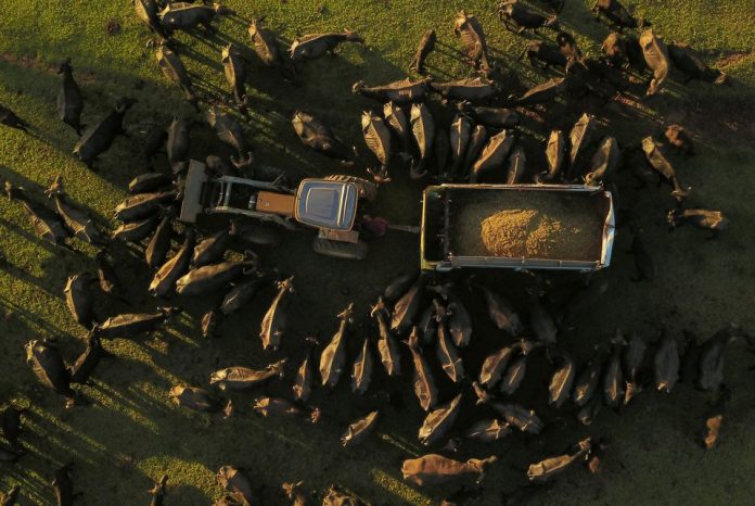 brazilia-ethelontes-prospathoun-na-sosoun-ekatontades-ypositismena-boubalia-agroktima
