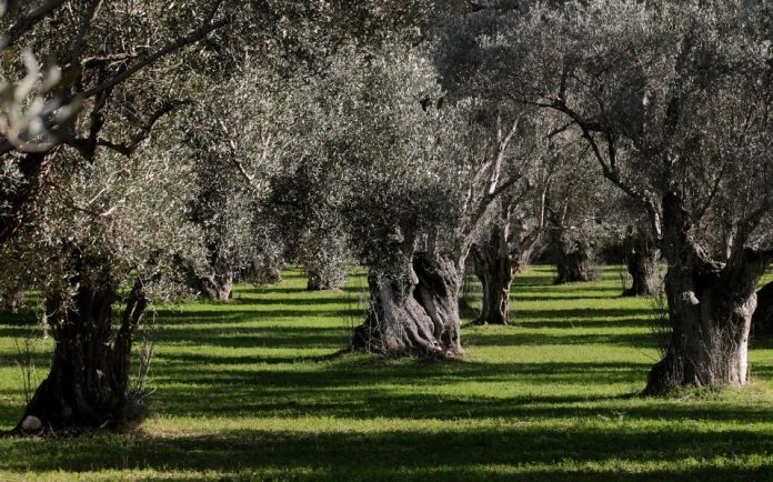 elga-elaionas-lesvos