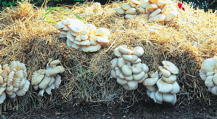 kyriarcha-ta-ellinika-manitaria-pleurotus-stin-egchoria-agora-250339