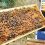 Σε λειτουργία η ψηφιακή εφαρμογή μελισσοκομίας για αιτήσεις σε 4 δράσεις