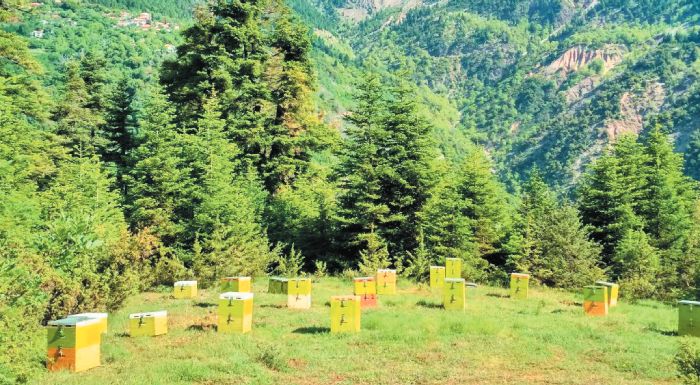 prosochi-sto-meli-proeidopoiei-o-melissokomikos-syllogos-aitoloakarnanias-250085