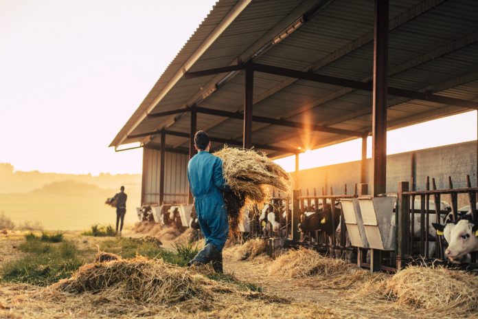 Young farmer wearing blue overall while feeding straw to calves on his farm