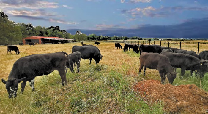 Στη Δράμα το πρώτο κοπάδι Wagyu