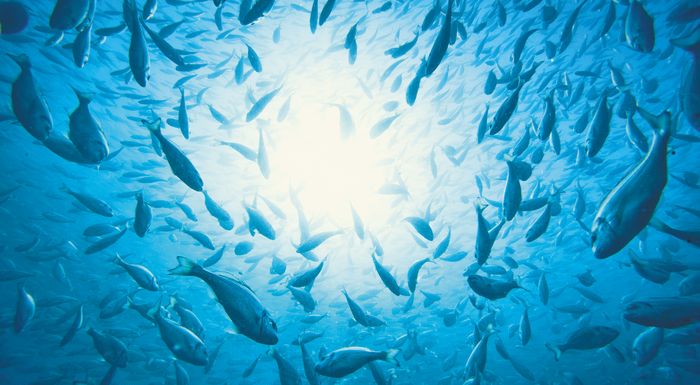 i-elopy-sti-seafood-expo-global-2022-251175