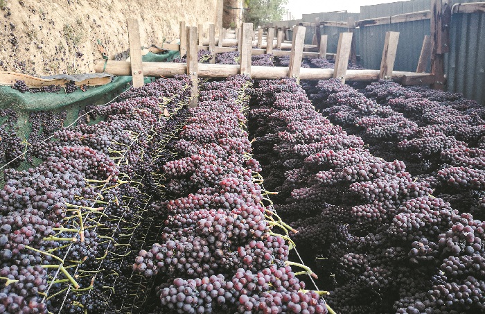 stafida-ameses-energeies-gia-tin-aposyrsi-zitoun-apo-to-ypaat-oi-agrotes-251486