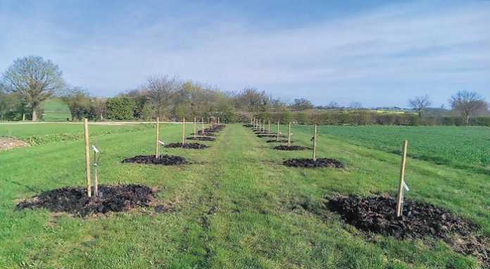 Orchard-Planted