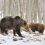Σε χειμέριο ύπνο οι αρκούδες του Αρκτούρου