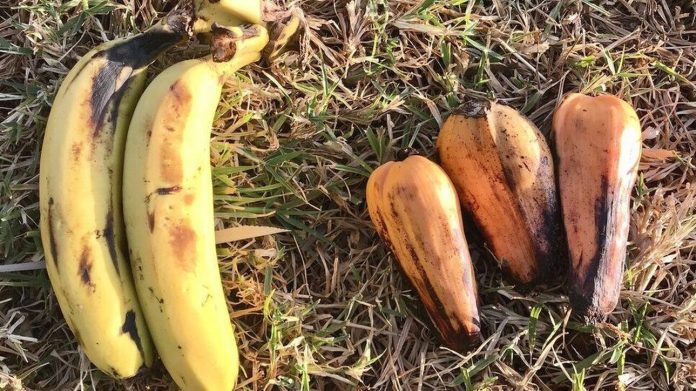 banana_aithiopia