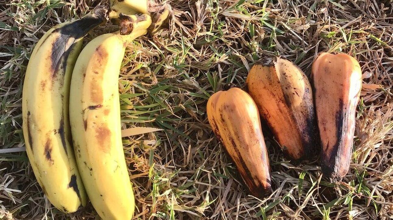 banana-tis-aithiopias-einai-i-lathos-banana-i-lysi-gia-tin-klimatiki-allagi-252680