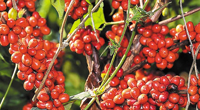 oi-mikrokalliergites-kafe-stin-vrazilia-pontaroun-stin-effyi-georgia-gia-na-xeperasoun-tin-klimatiki-krisi-sti-savana-serado-251743